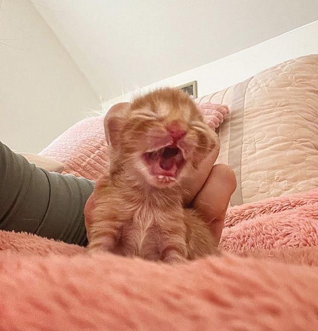 Kitten with Loud Voice Crosses Paths with Lone Tabby and