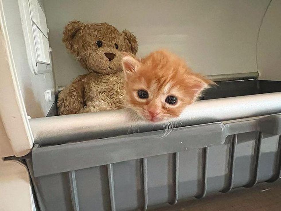 kitten in incubator