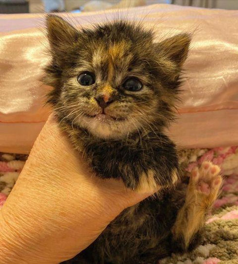 Kitten with Loud Voice Crosses Paths with Lone Tabby and Decides They Will  Have Each Other for Life - Love Meow