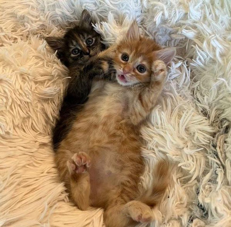 best friends kittens