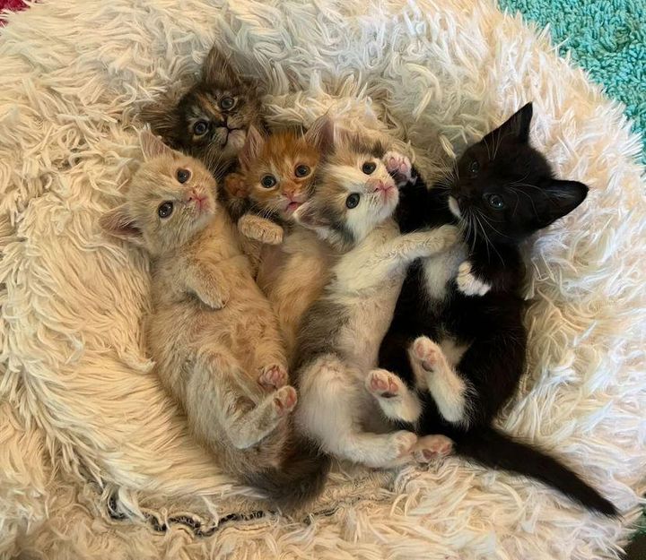 kittens cuddle puddle