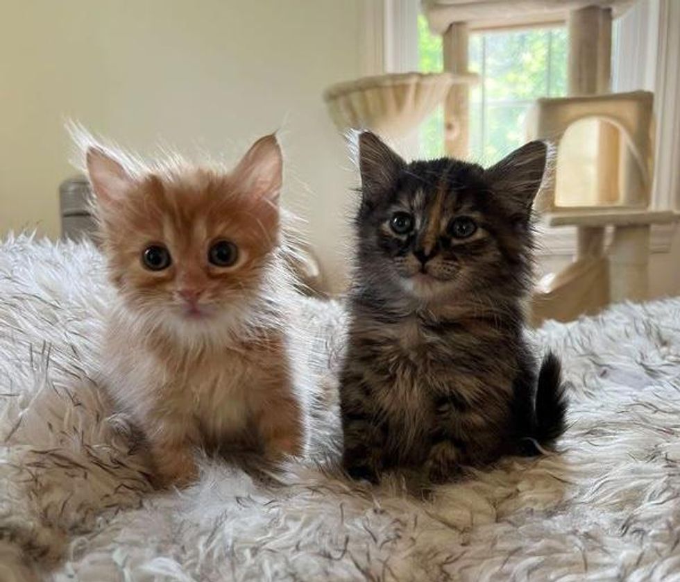 orange tabby tortie kittens