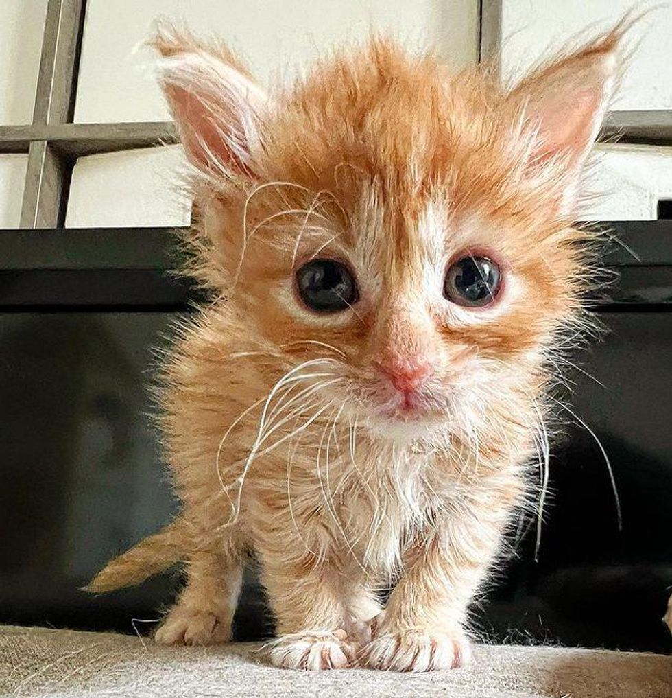 fluffy orange kitten