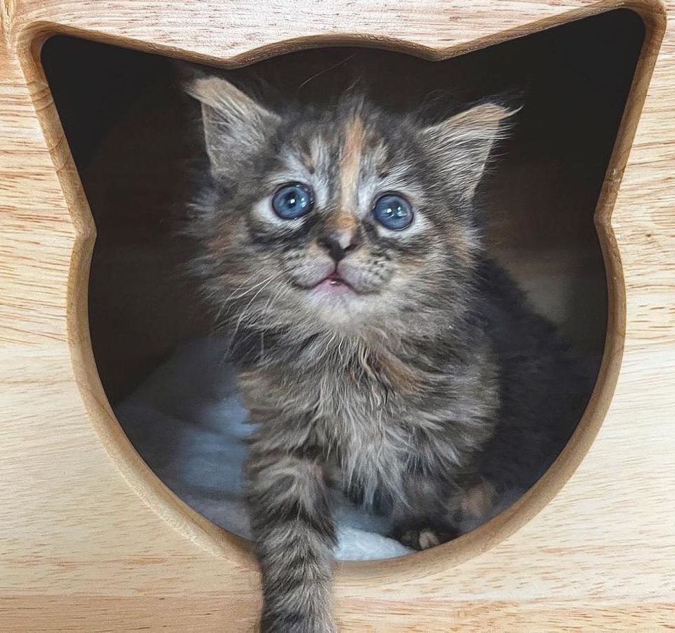 tortie kitten