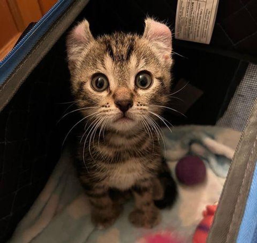 american curl kitten, polydactyl cat