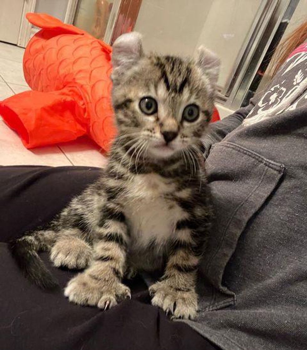 American curl kitten, polydactyl cat