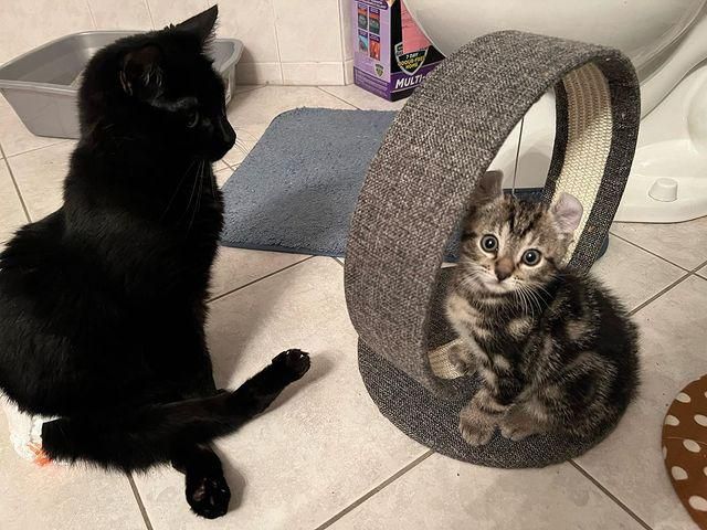 cat kitten special needs
