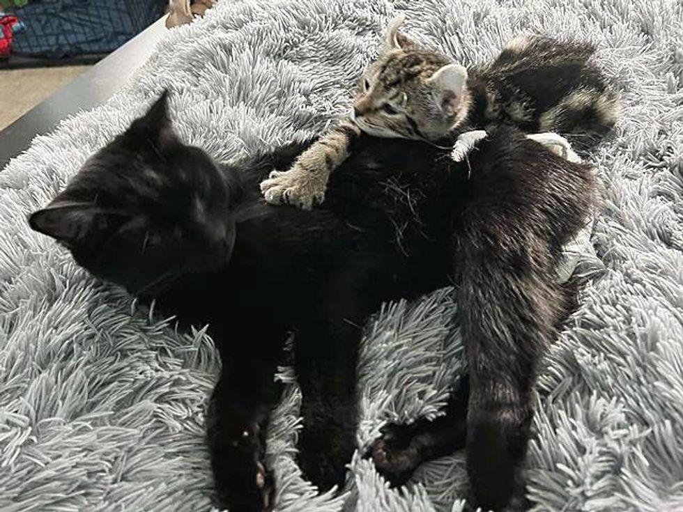 cuddly cat friends