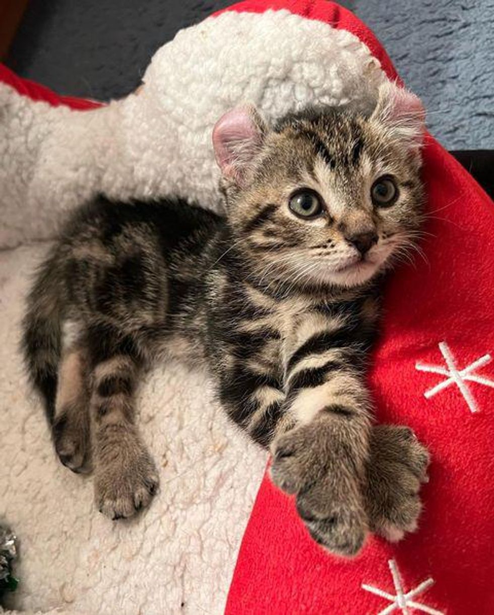 kitten big paws, extra toes