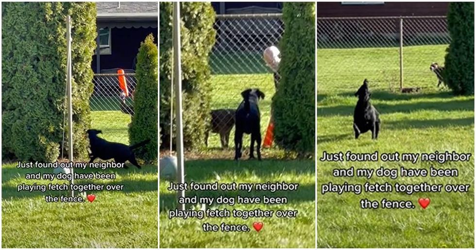 Woman discovers her tireless dog has secretly been playing fetch with the neighbors