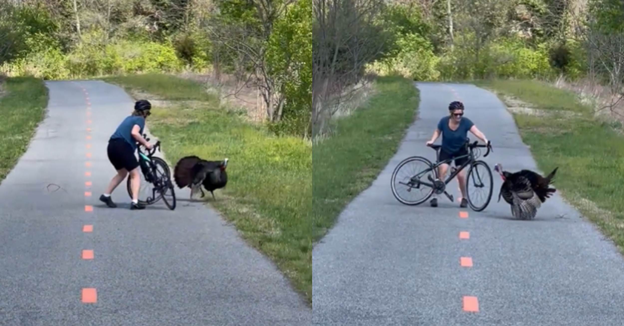 Aggressive Wild Turkey Who's Been Terrorizing DC Trail Goes After Woman On Bike In Surreal Video