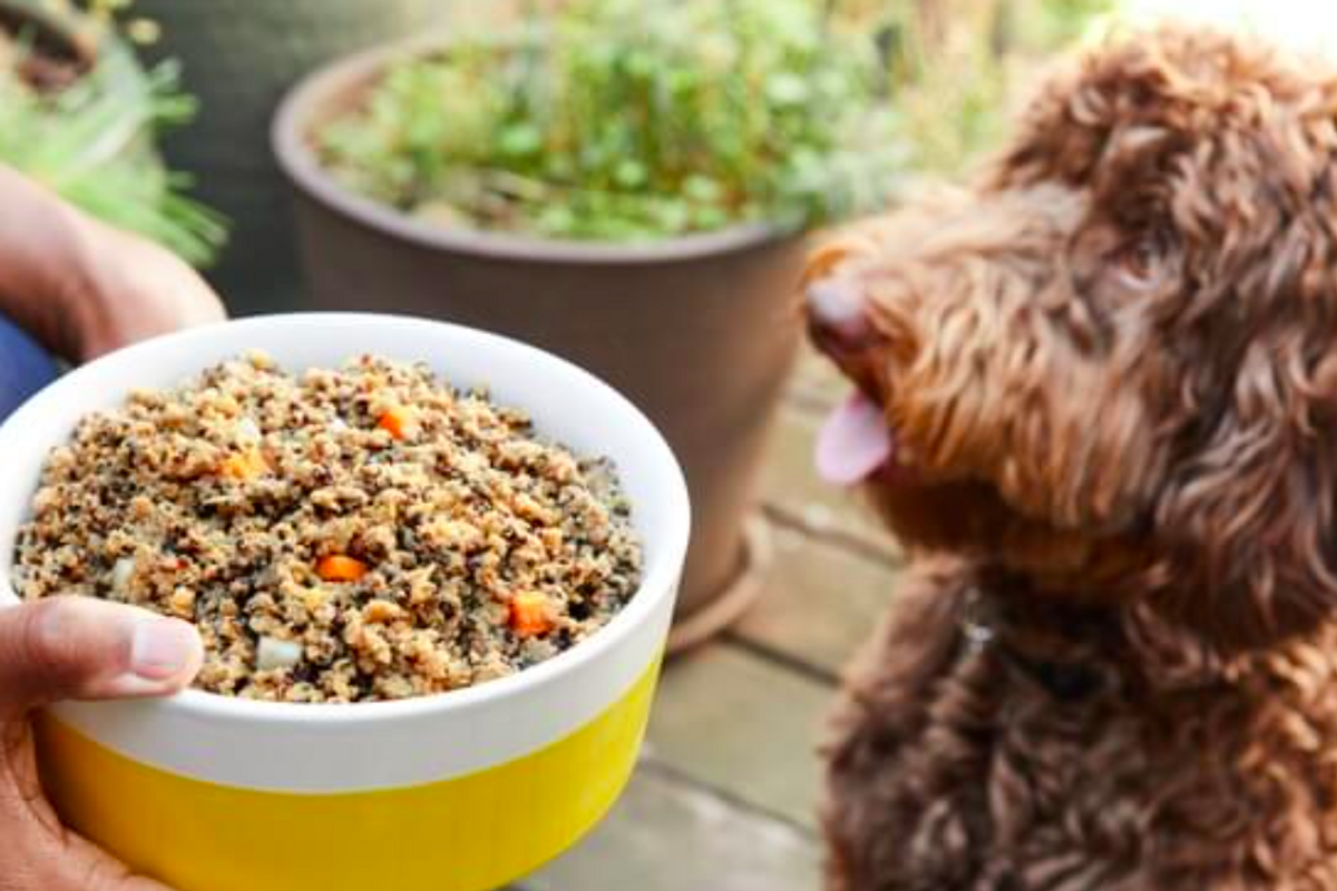Is a raw food diet right for your dog?