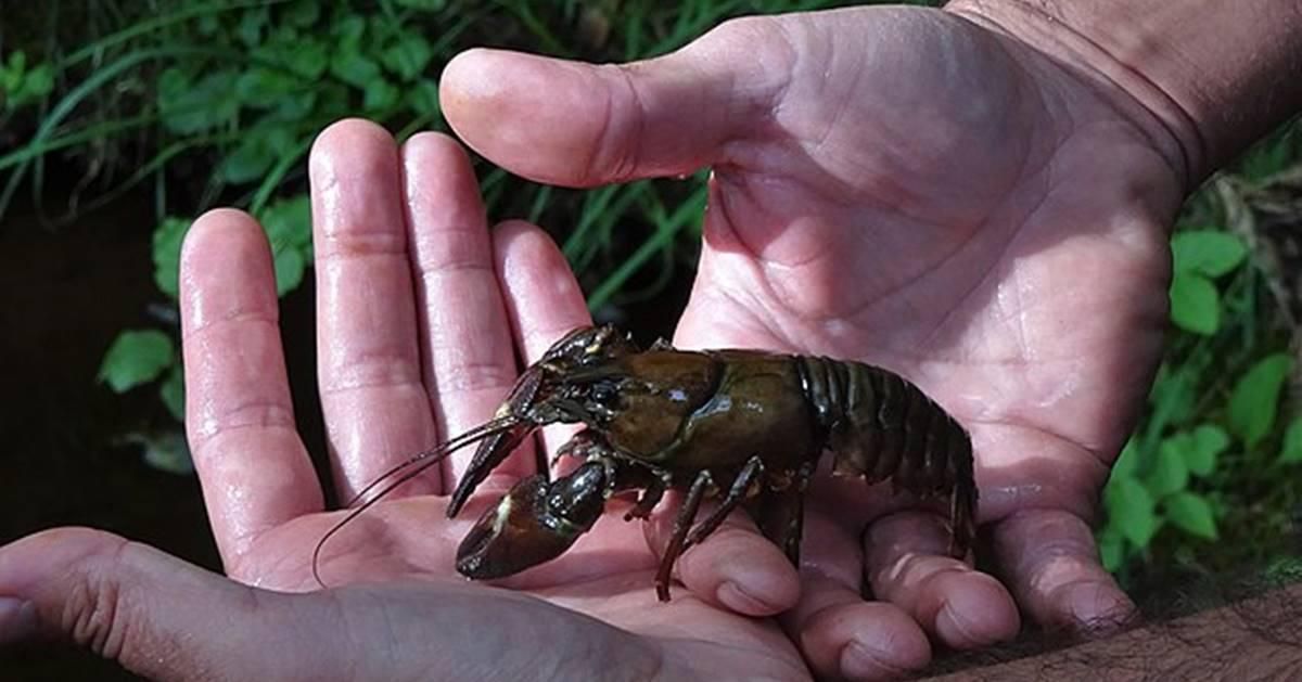 jeni mejia, crayfish, h-e-b