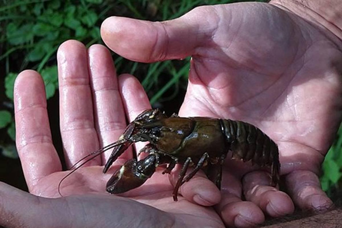 jeni mejia, crayfish, h-e-b