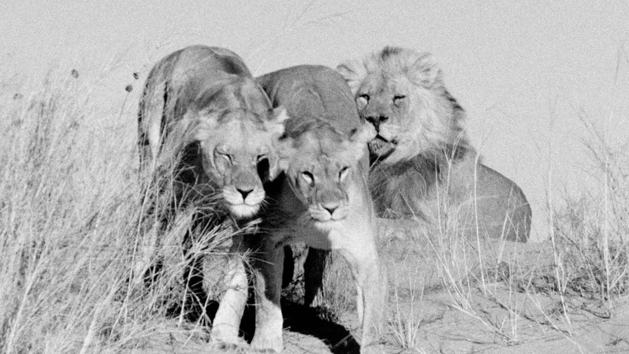 We Must Stop Killing Wildlife Before No Animals Are Left