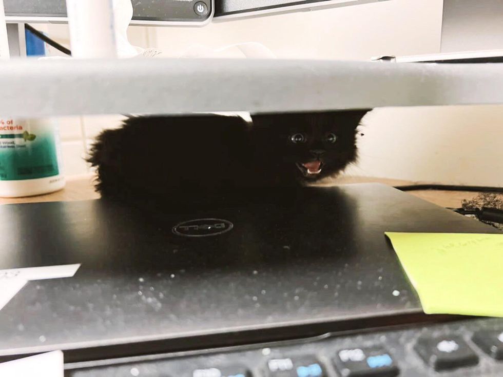 shy office kitten