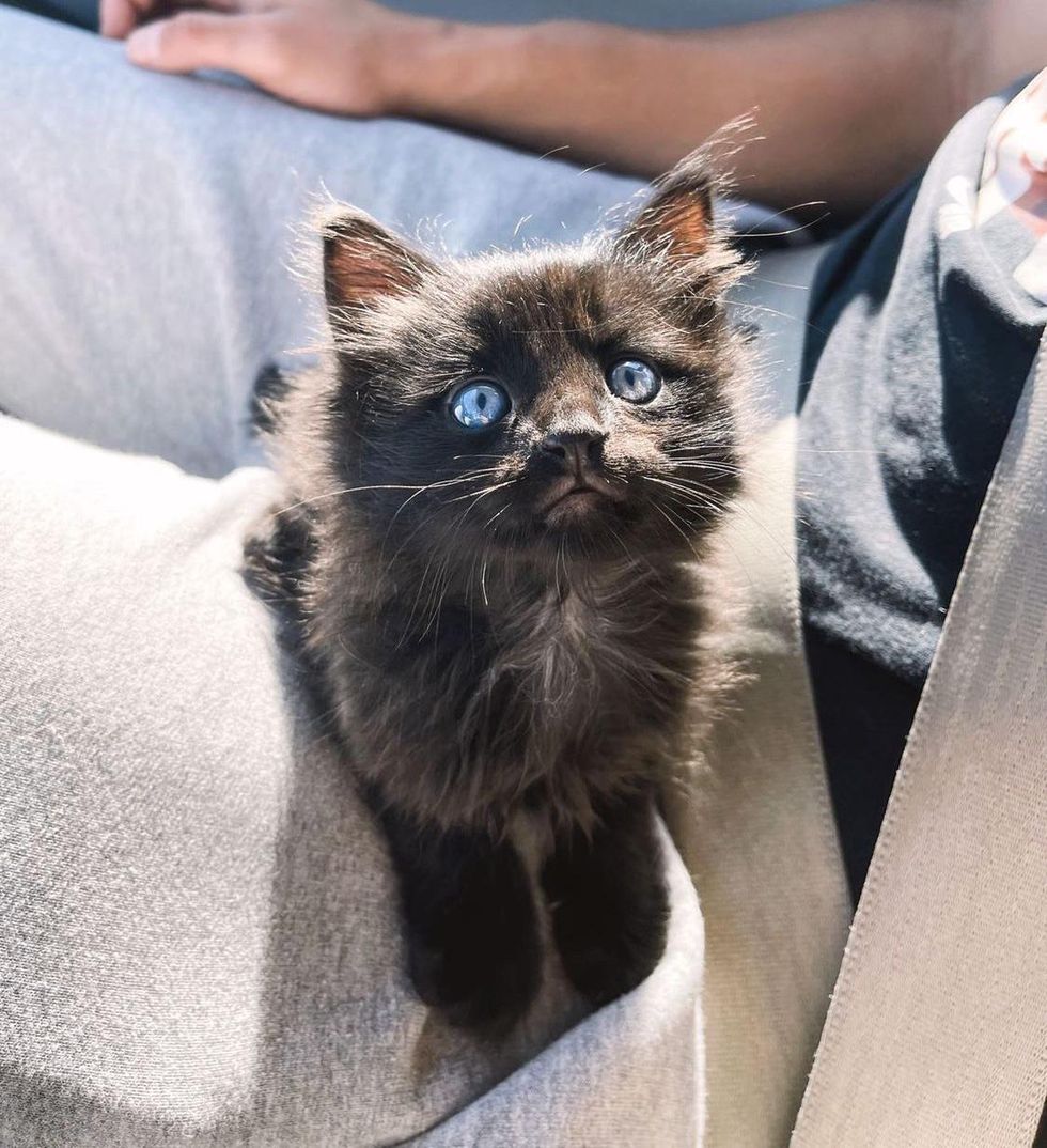 lap kitten