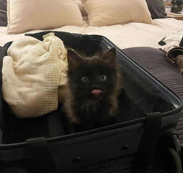 kitten in suitcase