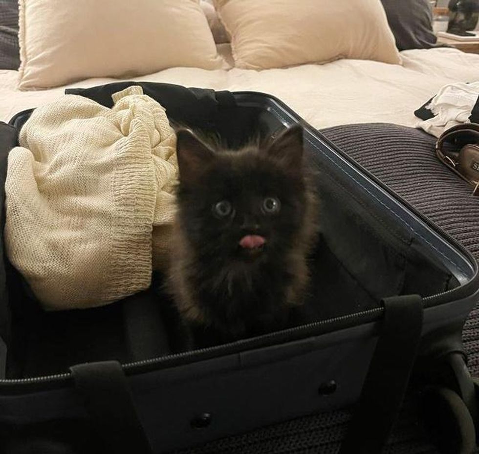 kitten in suitcase