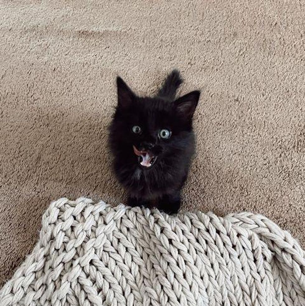 kitten mischief maker