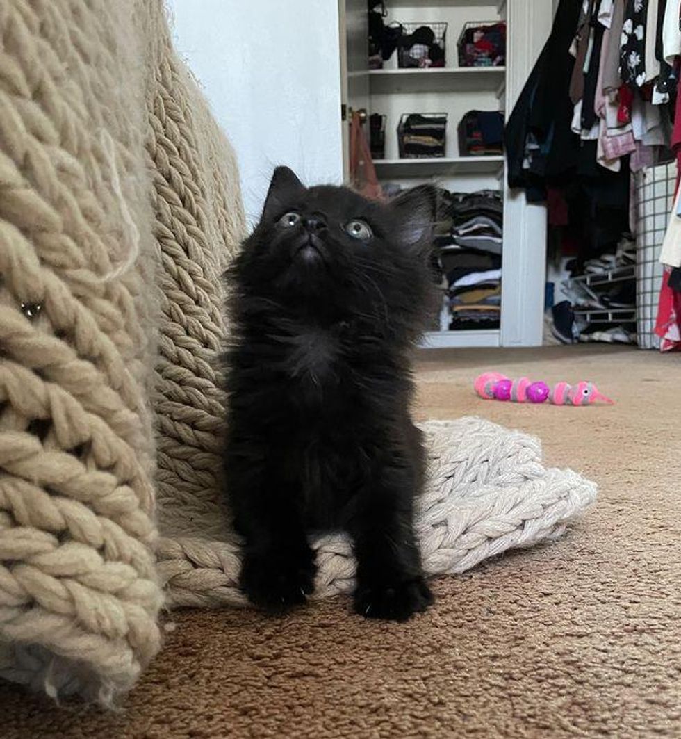 tiny fluffy kitten