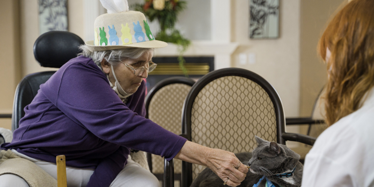 Free hotline offers seniors a virtual session with their very own ‘therapy cat’