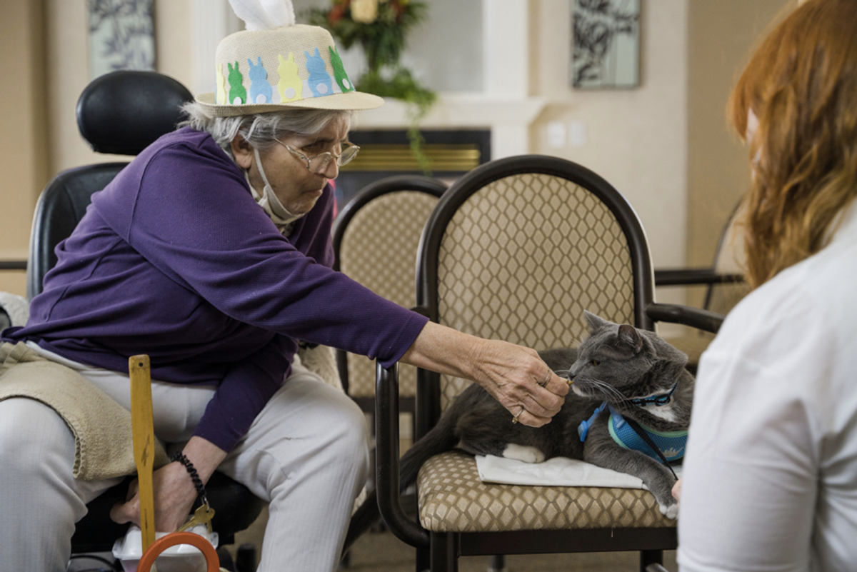 Free hotline offers seniors a virtual session with their very own ‘therapy cat’