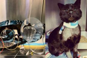 Buddy The Cat Survives A Dog Attack Then Helps Other Animals Get Care ...