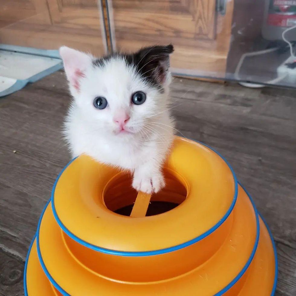 cute kitten paw