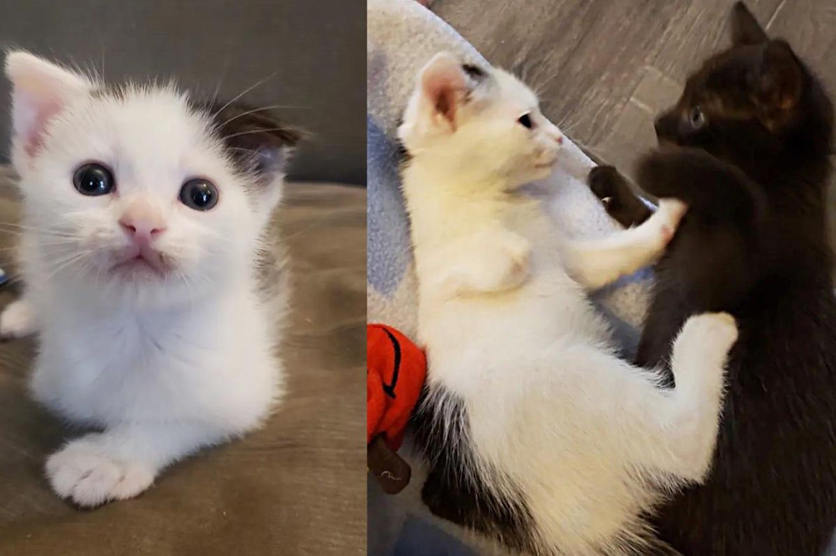 Kitten with a Stubby Leg Runs Around with His Sister In Bliss After They Were Given a Chance at Life