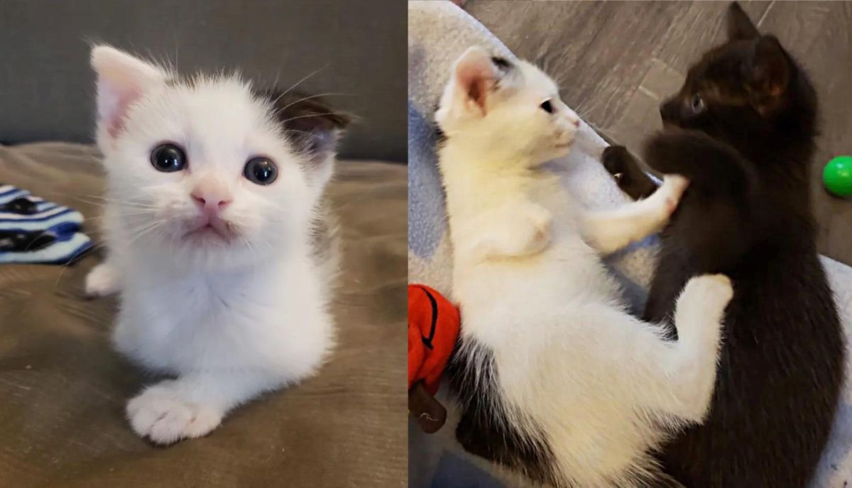 Kitten with a Stubby Leg Runs Around with His Sister In Bliss After They Were Given a Chance at Life