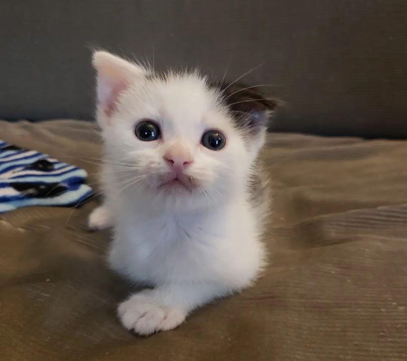 tripod kitten