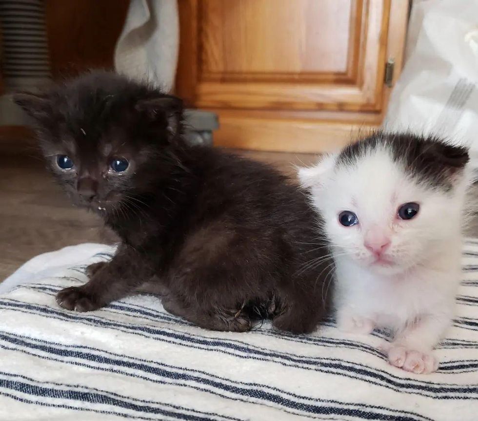 Kitten with a Stubby Leg Runs Around with His Sister In Bliss After ...