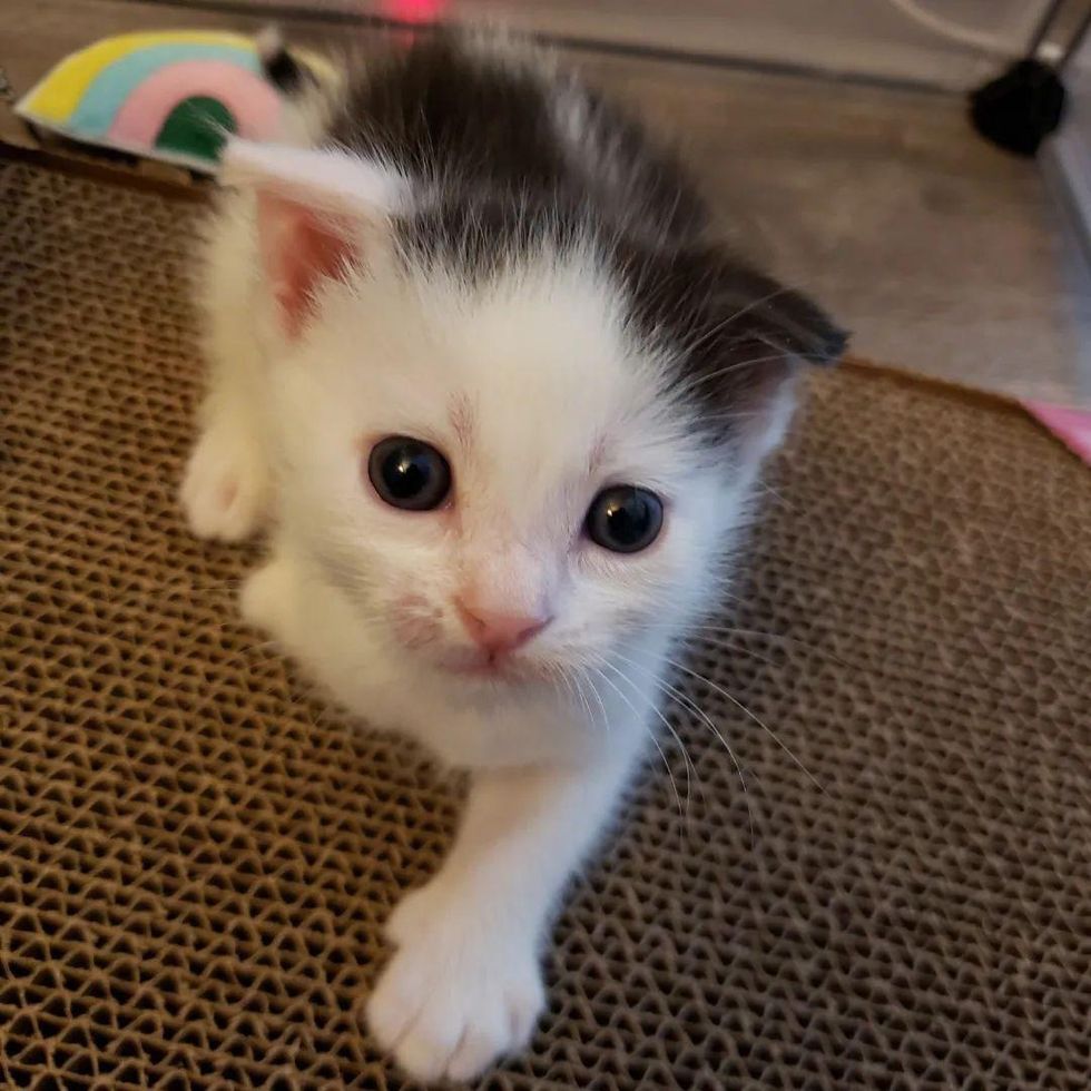 tripod kitten