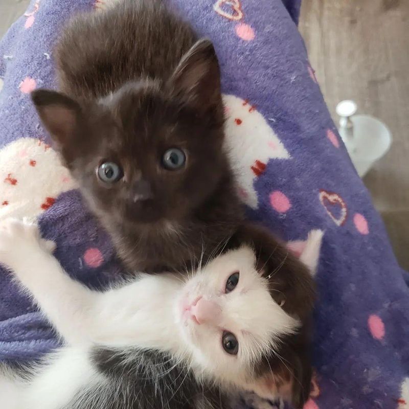 snuggly lap kittens