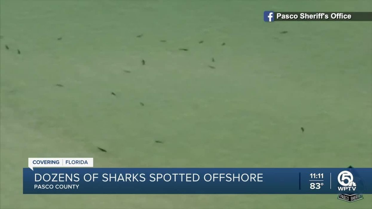 Florida sheriff's office shares video of dozens of sharks swimming near sand bar