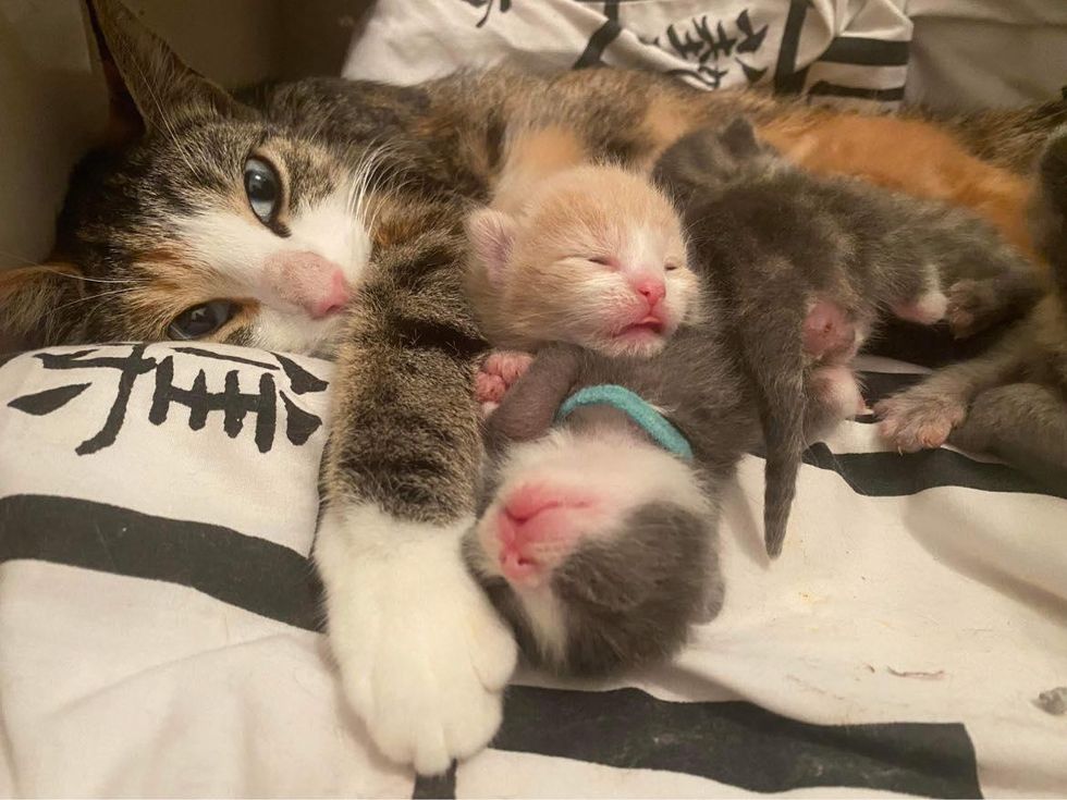 cat mom cuddles kittens
