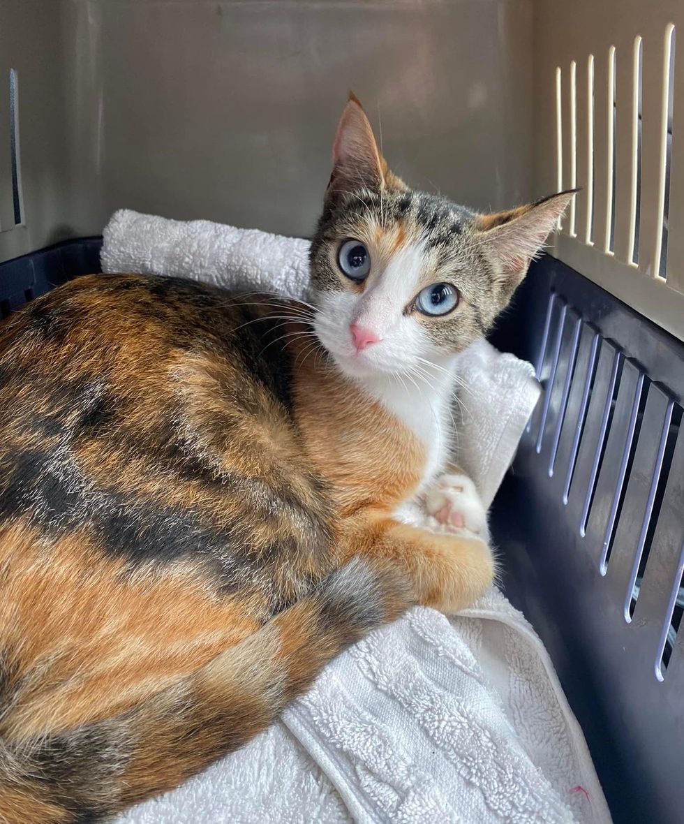 calico cat blue eyes