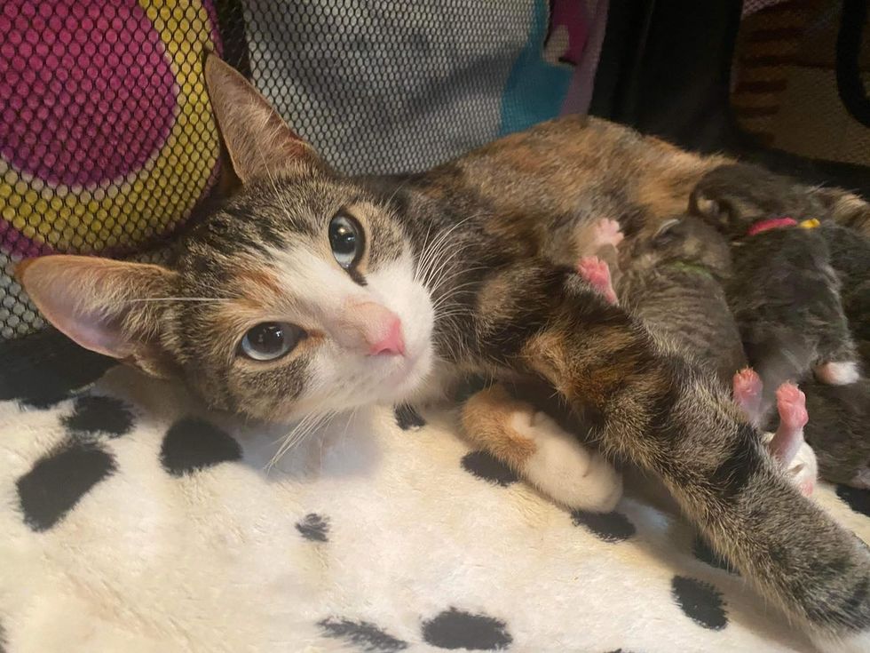 cat mom nursing kittens