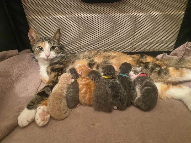 cat mom nursing kittens