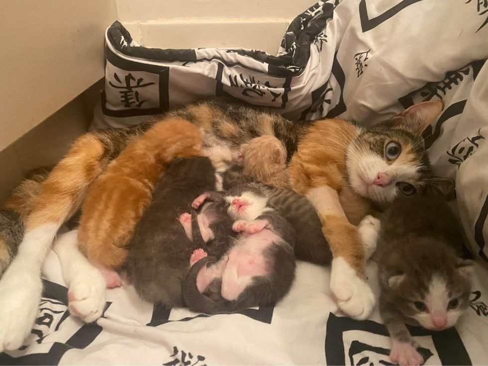 nursing cat mom