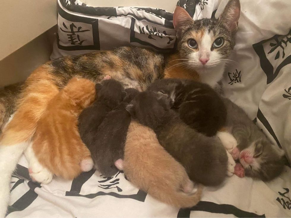 cat mom kittens