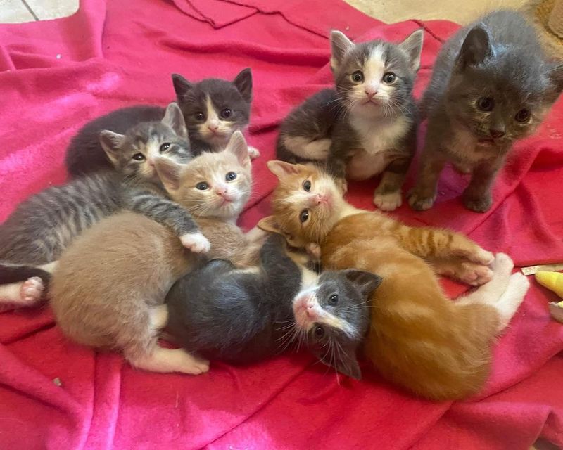 kittens cuddle puddle