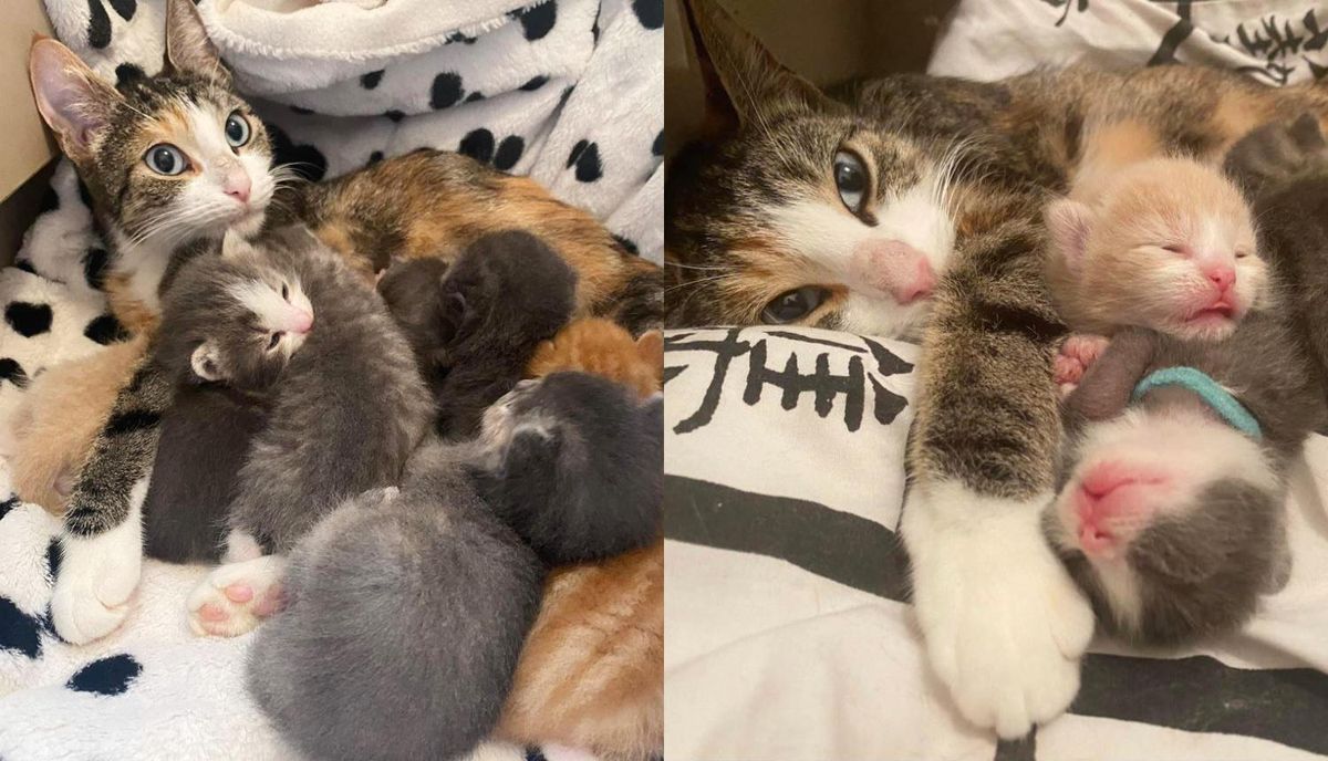 Cat Who Needed a Haven for Her Kittens, is Delighted to Be Inside a Home and Get Some Much-needed Help