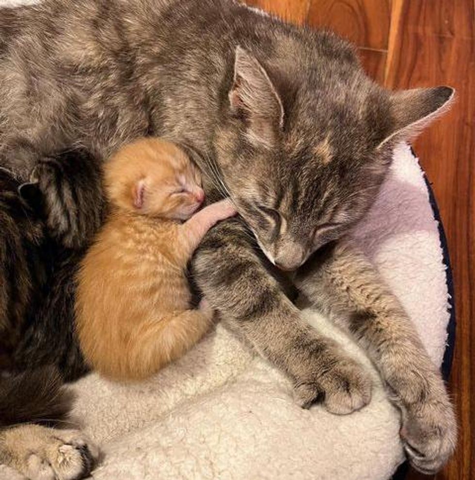cat mom kittens