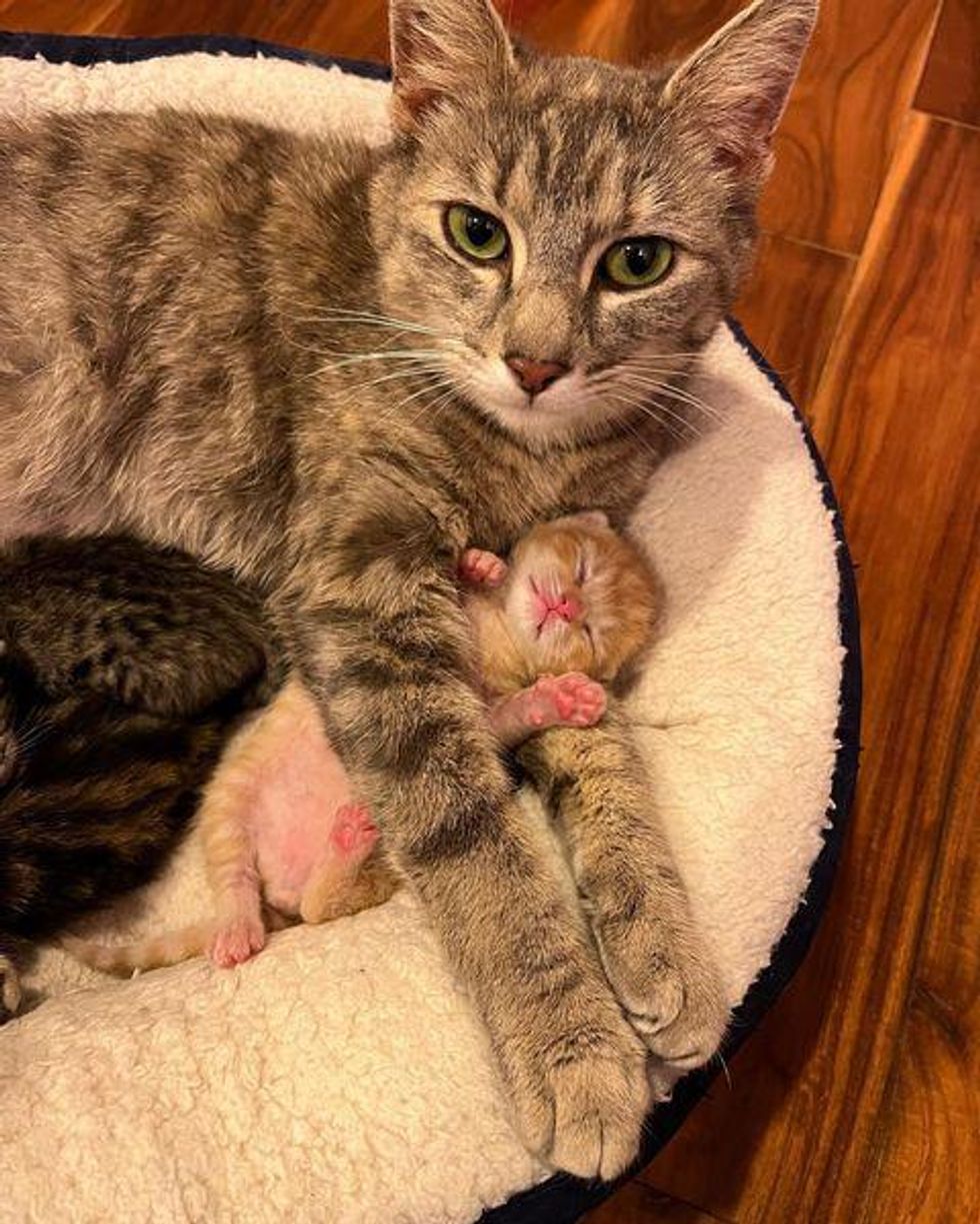 cat cuddles kittens