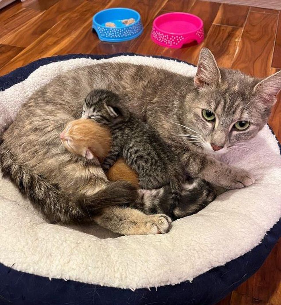 cat cuddling kittens