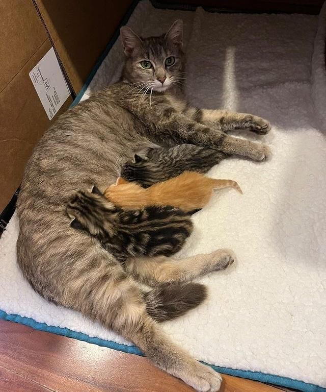 cat nursing kittens