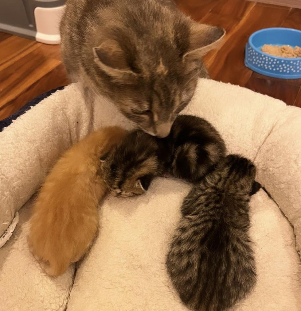 cat mom kittens