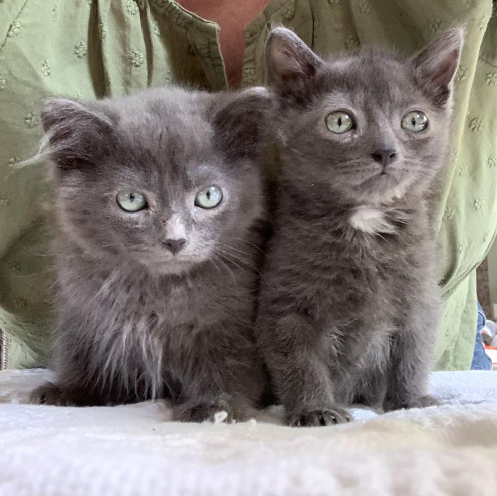 small kitten brothers